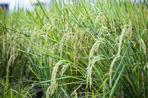 Rijst Padie Veld Closeup Rijst Planten Achtergrond — Stockfoto