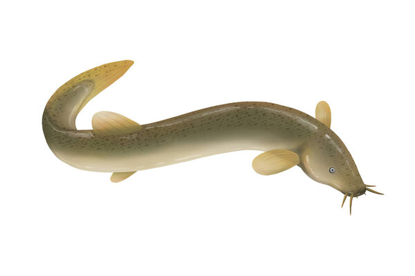 illustration of a fish isolated on white background