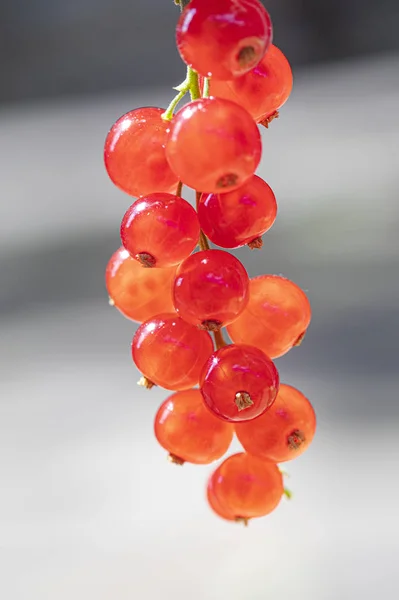 Ribes Rosso Fresco Maturo Fondo Bianco — Foto Stock