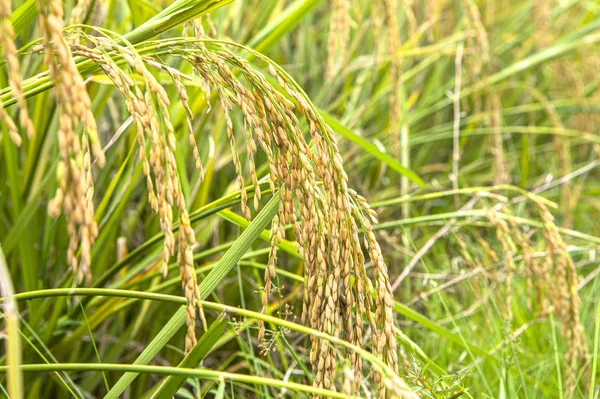 Rijst Padie Veld Closeup Rijst Planten Achtergrond — Stockfoto