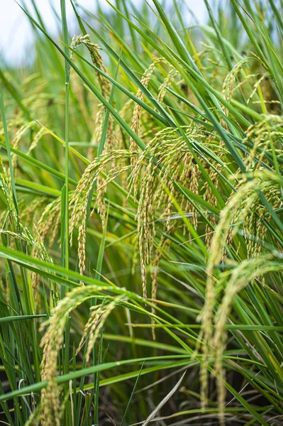 Rijst Padie Veld Closeup Rijst Planten Achtergrond — Stockfoto