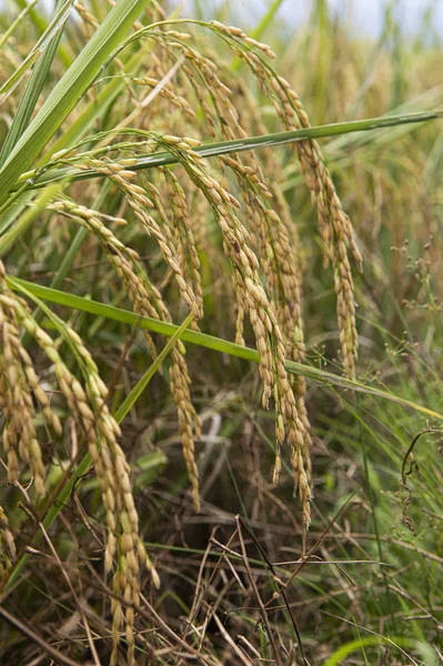 Rijst Padie Veld Closeup Rijst Planten Achtergrond — Stockfoto