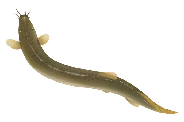 illustration of a fish isolated on white background