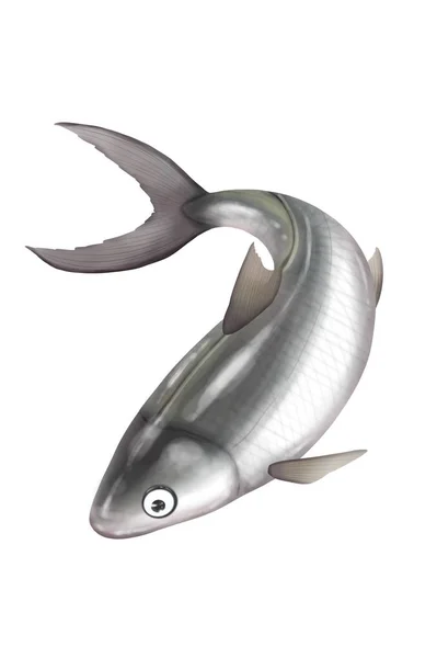 Ilustracja Ryby Wyizolowanej Białym Tle — Zdjęcie stockowe