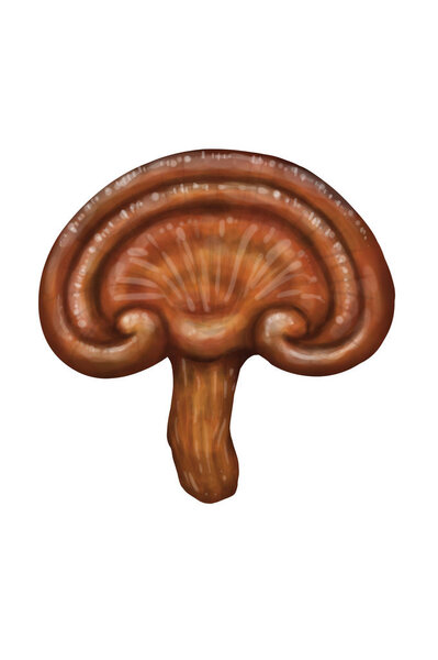 mushroom banner stylish illustration isolated on white