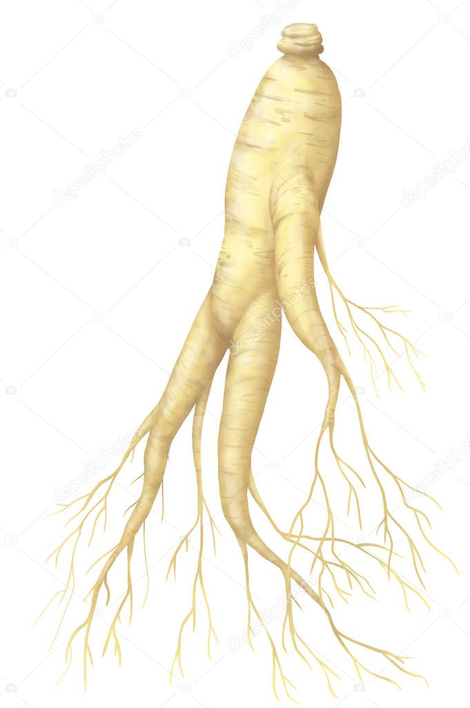 ginseng root illustration isolated on white background 