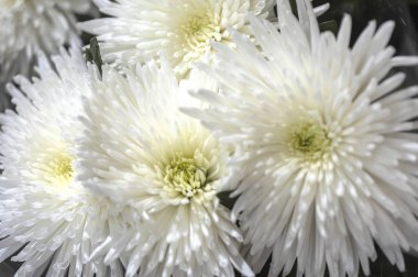 beyaz kasımpatı çiçekleri yakın çekim