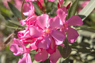 Bahçedeki güzel pembe çiçekler