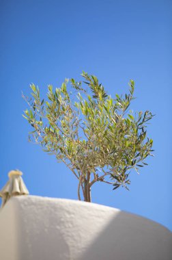 Mavi gökyüzü olan zeytin ağacı