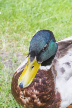 Drake çimenlerde yürüyor.