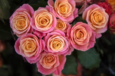 Güzel bahar gülleri.