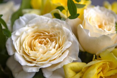 Beyaz ve sarı güller arka plan