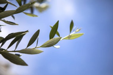 Bali frangipani çiçeği, Bunga Kamboja Bali, Bunga Jepun Bali, Jepun Cenana 