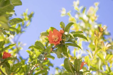 Bahçedeki kırmızı çiçek.