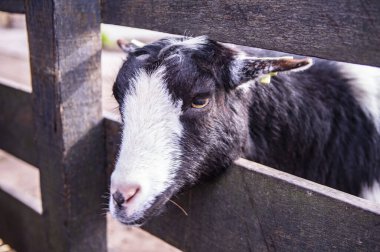Hayvanat bahçesinde siyah keçi.