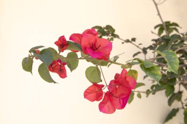 Kırmızı çiçek şube