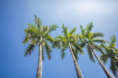 Mavi gökyüzü olan palmiye ağaçları