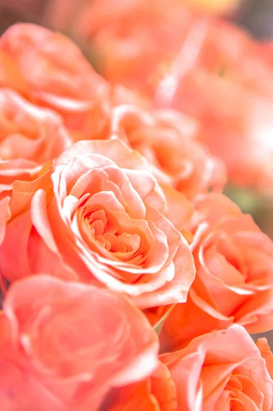 Красивий Весняний Букет Троянд — стокове фото