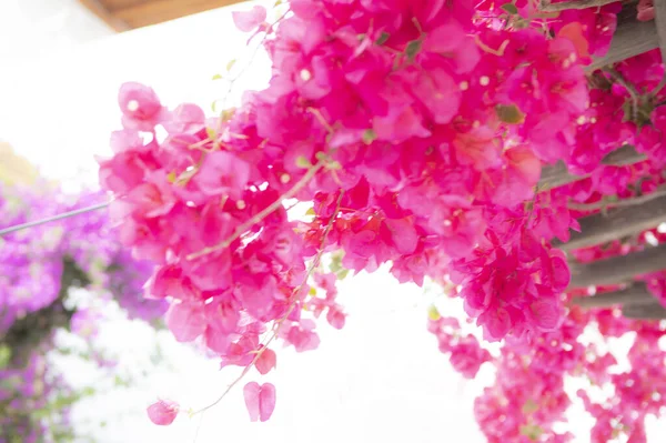 Lindas Flores Cor Rosa Fundo Branco — Fotografia de Stock