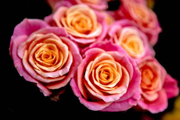 バラの美しい春の花束 — ストック写真