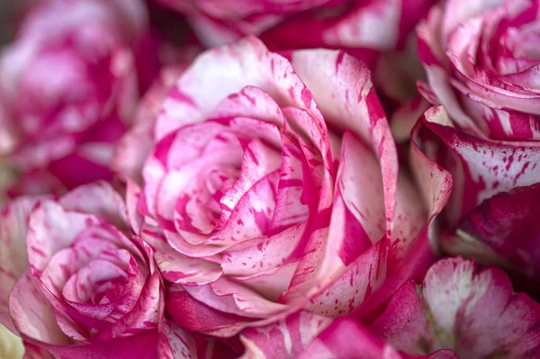 Hermoso Ramo Primavera Rosas — Foto de Stock