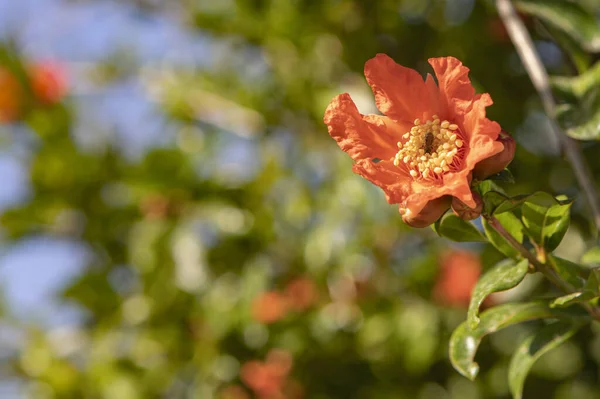 花园里的红花 — 图库照片