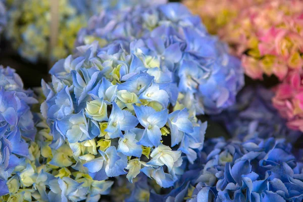 Blå Hortensia Blommor Trädgården — Stockfoto