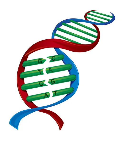 Ilustração Molécula Dna Colorido — Fotografia de Stock