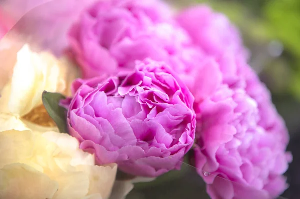 Красивий Букет Рожевих Піоновидних Квітів — стокове фото