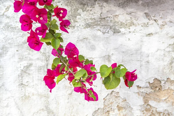 Красные Цветы Фоне Гранж Стены — стоковое фото