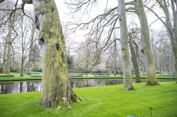 Bäume Park Schöne Stadt — Stockfoto