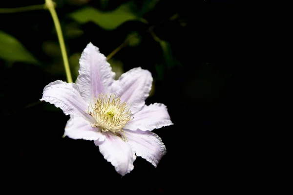 Izole Siyah Arka Plan Üzerine Beyaz Zambak Çiçeği — Stok fotoğraf