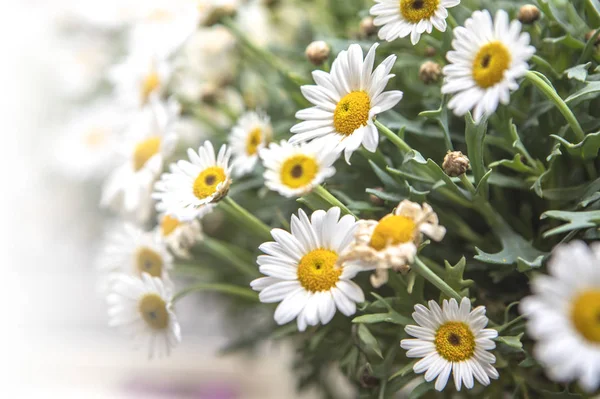 Beautiful Daisy Flowers Background — Stock Photo, Image
