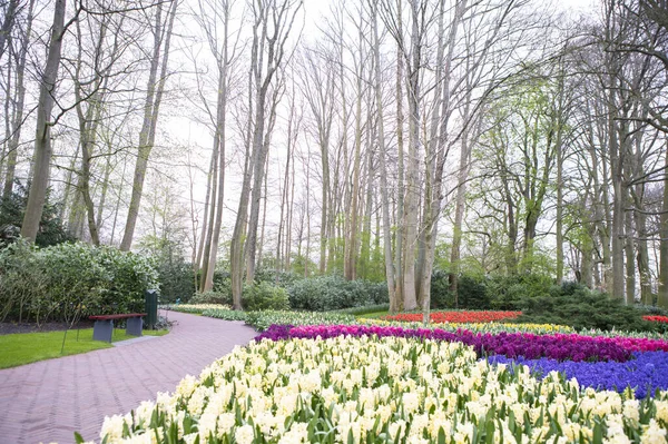 Barevné Tulipány Zahradě Jarní Květiny — Stock fotografie
