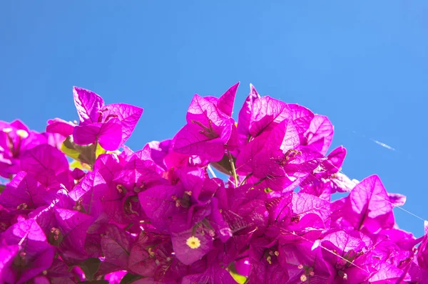 Розовые Цветы Небо — стоковое фото