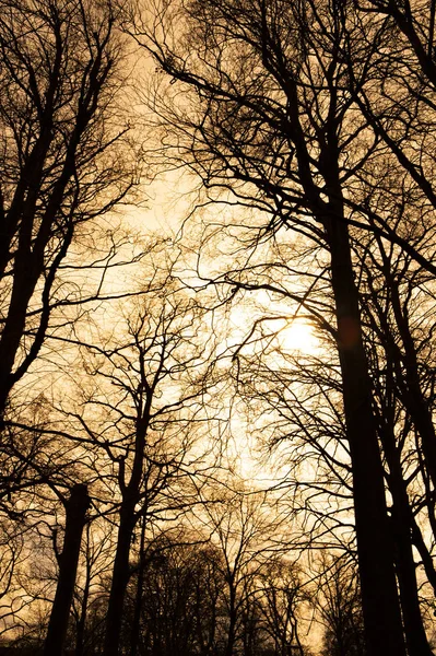 Σιλουέτες Δέντρων Στο Δάσος — Φωτογραφία Αρχείου