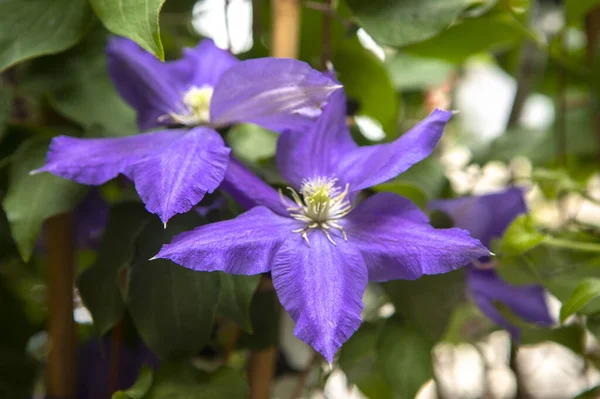 Violet Purple Flowers Garden — Stock Photo, Image