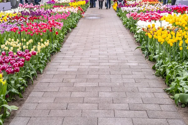 Színes Tulipánok Kertben Tavaszi Virágok — Stock Fotó