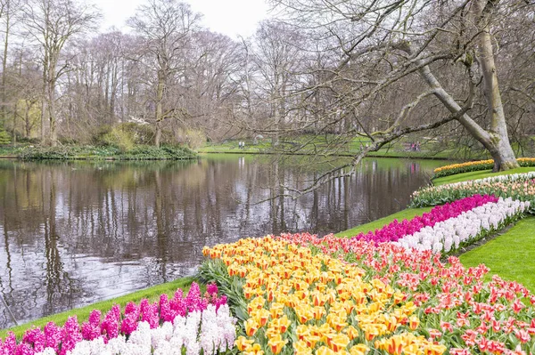 Tulipanes Florecientes Parque — Foto de Stock