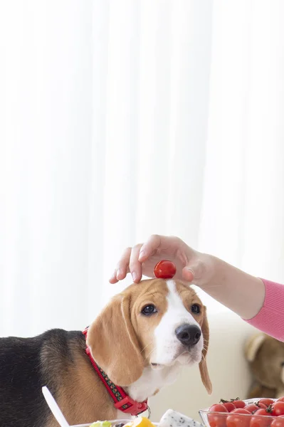 女人玩狗 把西红柿放在狗的头上 — 图库照片