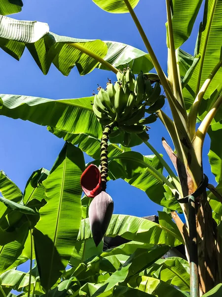 Zöld Banán Pálmafán — Stock Fotó