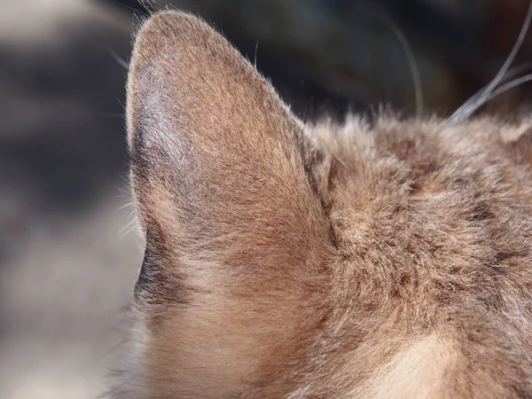 Kum renkli kedi doğanın seslerini dinler.