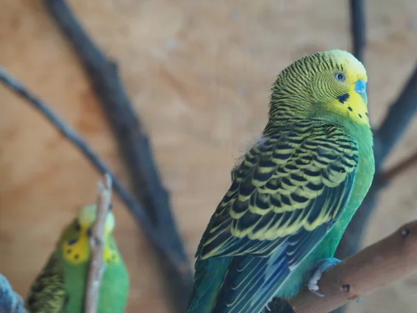 Dal üzerinde bir arkadaşla Budgie