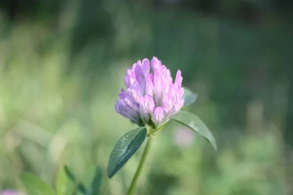 Yonca çiçeği baharda açar.