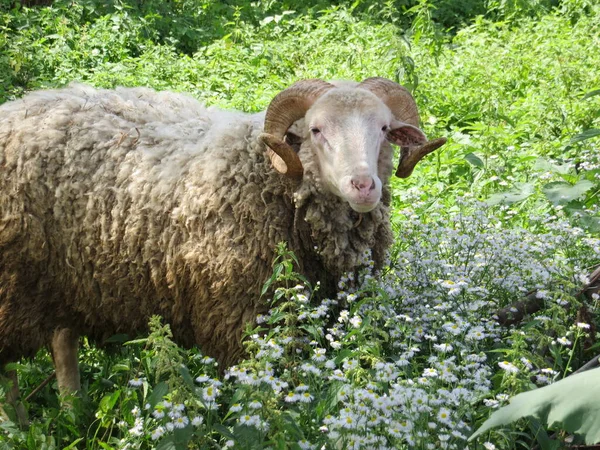Güzel koç çiçeklerin arasında dinleniyor.