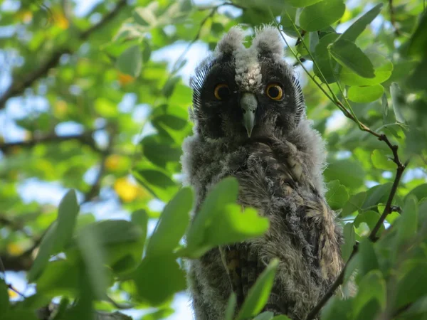        Ağaçtaki uzun kulaklı baykuş yavrusunu şaşırttı