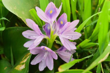 Arka planda bulanık yeşil yapraklı sümbül çiçeği