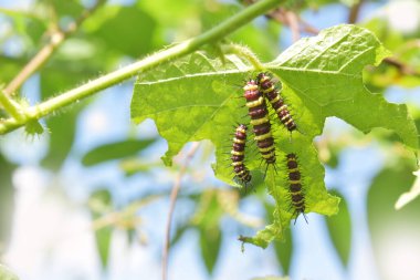 Yeşil yapraklı tırtıllar.