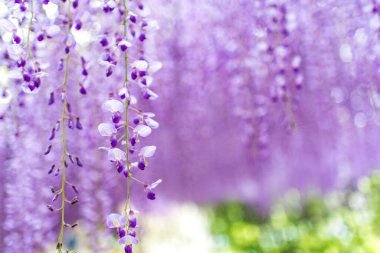 Kawachi Fuji Bahçesi 'nde (Fukuoka, Japonya) arka planda ışık saçan Violet Wisteria Flowers (yakın plan))