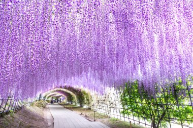 Kawachi Fuji Bahçesi 'ndeki (Fukuoka, Japonya) Wisteria Tüneli ön plana odaklandı.